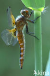 Bruine korenbout (Libellula fulva) 