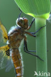 Bruine korenbout (Libellula fulva) 