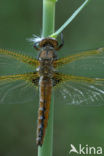 Bruine korenbout (Libellula fulva) 