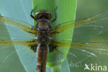 Bruine korenbout (Libellula fulva) 