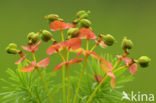Cypress Spurge (Euphorbia cyparissias)