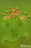 Cypress Spurge (Euphorbia cyparissias)