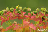 Cypress Spurge (Euphorbia cyparissias)