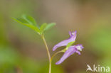 Corydalis intermedia