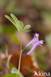 Corydalis intermedia