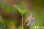 Corydalis intermedia