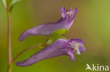 Corydalis intermedia