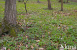 Corydalis intermedia