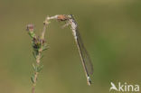 Donkere waterjuffer (Coenagrion armatum) 