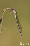 Donkere waterjuffer (Coenagrion armatum) 