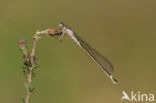 Donkere waterjuffer (Coenagrion armatum) 