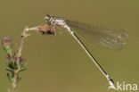 Donkere waterjuffer (Coenagrion armatum) 