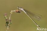 Donkere waterjuffer (Coenagrion armatum) 