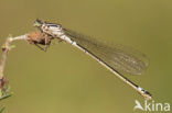 Norfolk Damselfly (Coenagrion armatum)