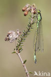 Donkere waterjuffer (Coenagrion armatum) 