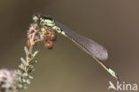 Donkere waterjuffer (Coenagrion armatum) 