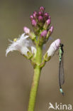 Norfolk Damselfly (Coenagrion armatum)