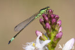 Donkere waterjuffer (Coenagrion armatum) 