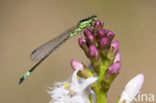 Donkere waterjuffer (Coenagrion armatum) 