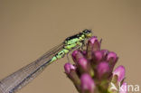 Donkere waterjuffer (Coenagrion armatum) 