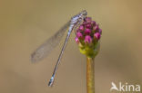 Donkere waterjuffer (Coenagrion armatum) 