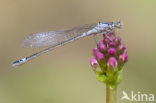 Donkere waterjuffer (Coenagrion armatum) 