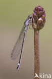 Norfolk Damselfly (Coenagrion armatum)