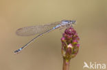 Donkere waterjuffer (Coenagrion armatum) 