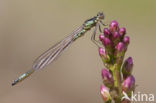 Norfolk Damselfly (Coenagrion armatum)