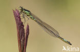 Norfolk Damselfly (Coenagrion armatum)