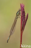 Donkere waterjuffer (Coenagrion armatum) 