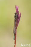 Donkere waterjuffer (Coenagrion armatum) 