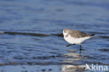 Drieteenstrandloper (Calidris alba)