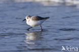 Drieteenstrandloper (Calidris alba)