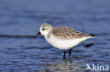 Drieteenstrandloper (Calidris alba)