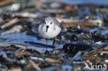 Drieteenstrandloper (Calidris alba)