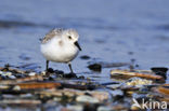 Drieteenstrandloper (Calidris alba)