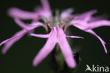 Echte koekoeksbloem (Lychnis flos-cuculi)