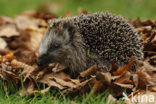 Hedgehog (Erinaceus europaeus)