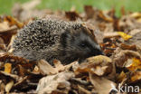 Hedgehog (Erinaceus europaeus)