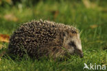 Hedgehog (Erinaceus europaeus)