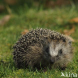 Hedgehog (Erinaceus europaeus)