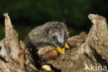 Hedgehog (Erinaceus europaeus)