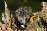 Hedgehog (Erinaceus europaeus)