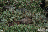 Eider (Somateria mollissima)