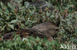 Eider (Somateria mollissima)