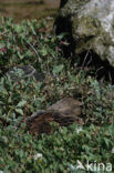 Eider (Somateria mollissima)