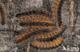 Oak processionary  moth (Thaumetopoea processionea)