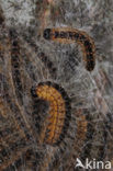 Oak processionary  moth (Thaumetopoea processionea)