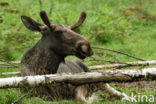 Eland (Alces alces)